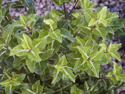 PITTOSPORUM tenuifolium Cap Sizun ®