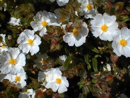 CISTUS monspeliensis