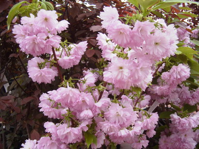 PRUNUS Kanzan