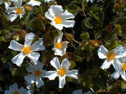 CISTUS populifolius