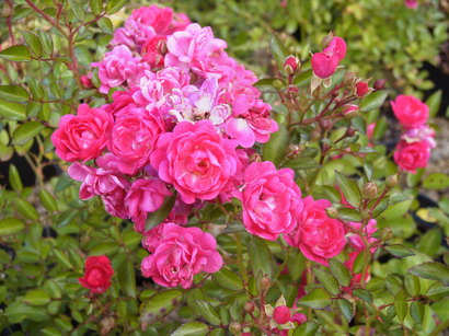 ROSA Lovely Fairy ®