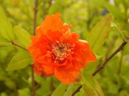 PUNICA granatum Legrellia : floraison de juin-juillet. Nº39
