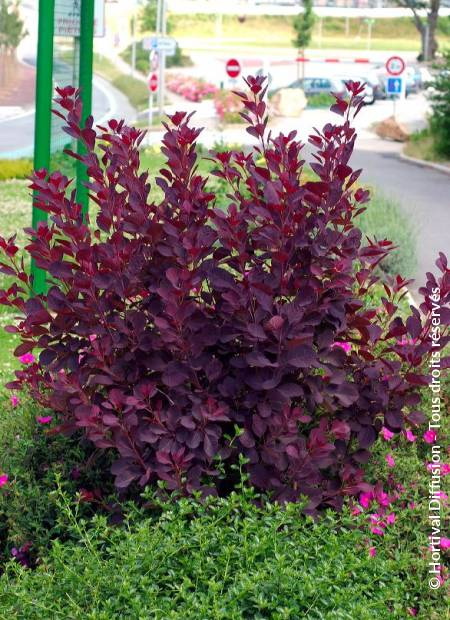 COTINUS coggygria Royal Purple