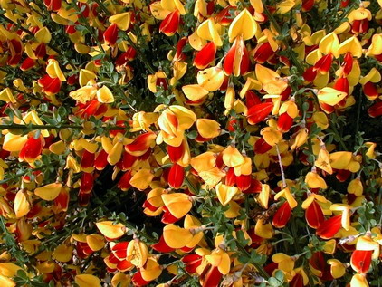 CYTISUS scoparius Andreanus