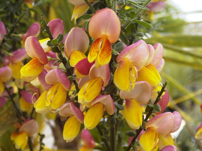 CYTISUS scoparius La Coquette