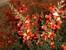 CYTISUS scoparius Lena