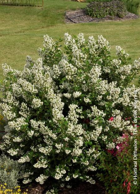 ESCALLONIA Iveyi : floraison de juin-juillet. Nº49