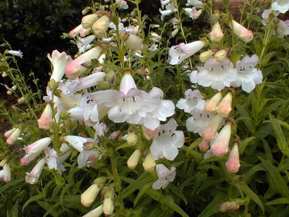 PENSTEMON X.Snow Storm