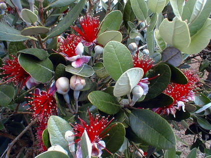 FEIJOA sellowiana de semis