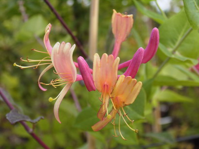 LONICERA X.heckrottii Goldflame