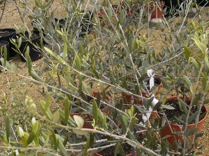 OLEA europea Cailletier