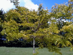 GLEDITSIA triacanthos Sunburst