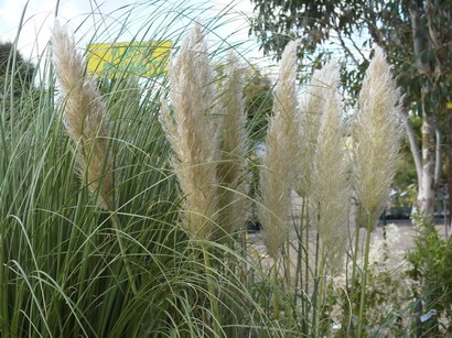 CORTADERIA selloana Pumila