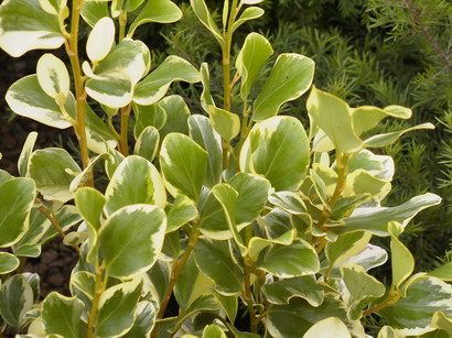 GRISELINIA littoralis Variegata