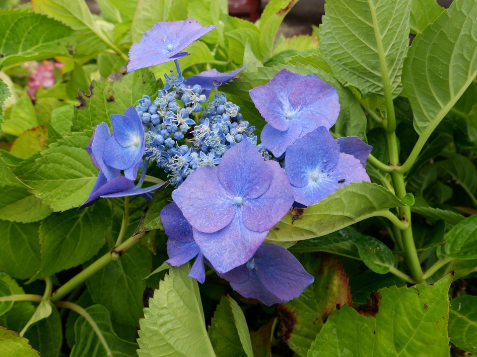 HYDRANGEA macrophylla Blaumeise