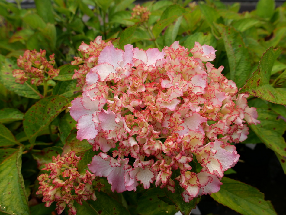 HYDRANGEA macrophylla So Long Sunny ®