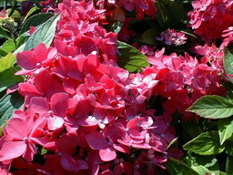 HYDRANGEA macrophylla Hörnlii