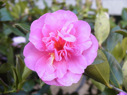 CAMELLIA sasanqua Shôwa no Sakae