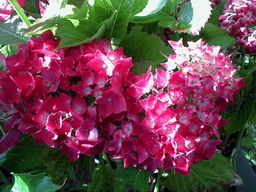 HYDRANGEA macrophylla Leuchtfeuer