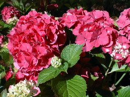 HYDRANGEA macrophylla Masja