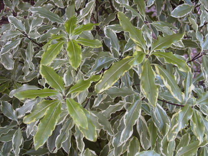 PITTOSPORUM eugenioides Variegatum