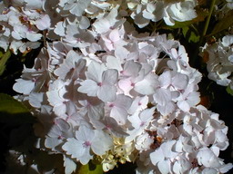 HYDRANGEA macrophylla Madame Emile Mouillère : floraison estivale. Nº77