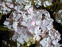 HYDRANGEA macrophylla Mme Emile Mouillère