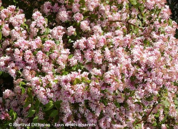 KOLWITZIA amabilis Pink Cloud