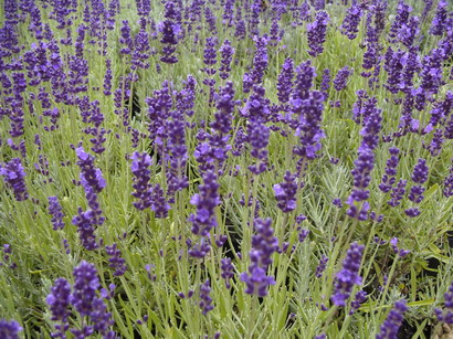 LAVANDULA angustifolia Hidcote