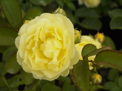 ROSA Yellow Fairy ® : floraison estivale. Nº87