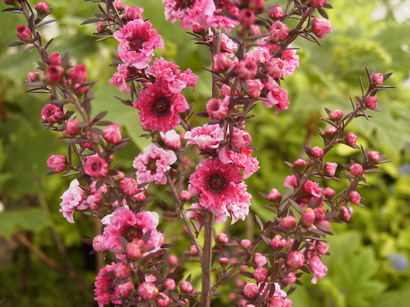 LEPTOSPERMUM scoparium Winter Cheer