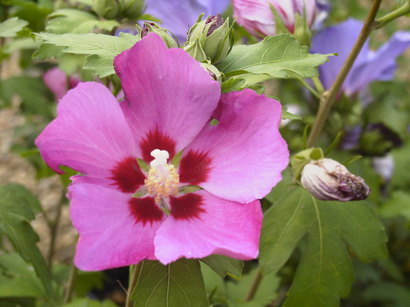 HIBISCUS syriacus Pink Giant ®