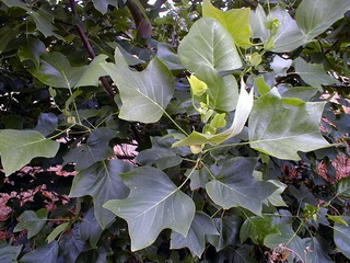 LIRIODENDRON tulipifera