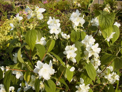 PHILADELPHUS coronarius