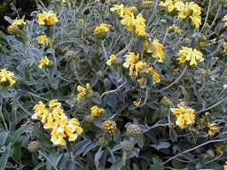 PHLOMIS fruticosa : floraison de mai. Nº96