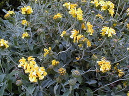 PHLOMIS fruticosa