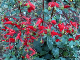 PHYGELIUS capensis