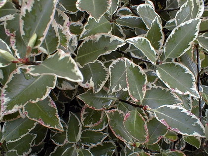 PITTOSPORUM tenuifolium Garnettii