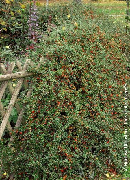 COTONEASTER Skogholm