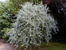 PYRUS salicifolia Pendula