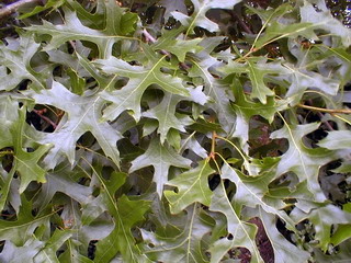 QUERCUS palustris