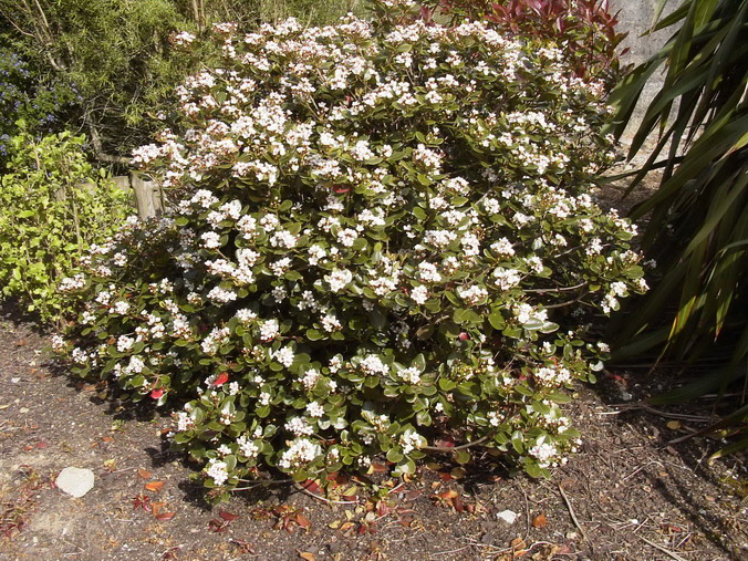 RHAPHIOLEPIS umbellata
