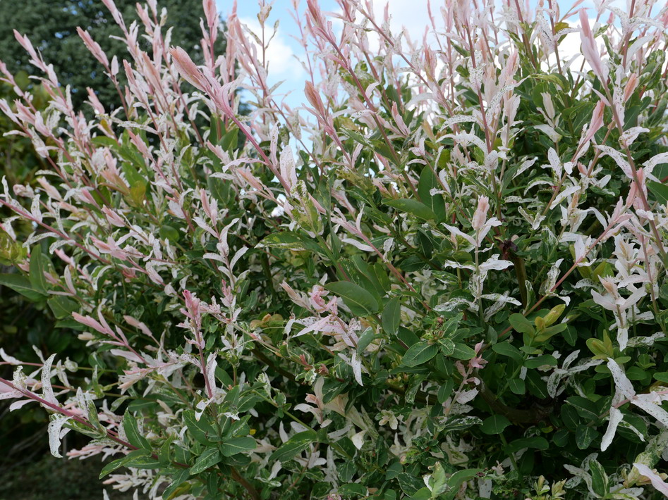 SALIX integra Hakuro-nishiki