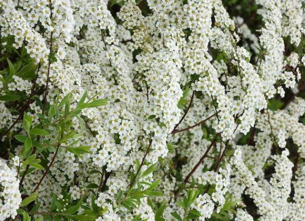 SPIRAEA x.arguta