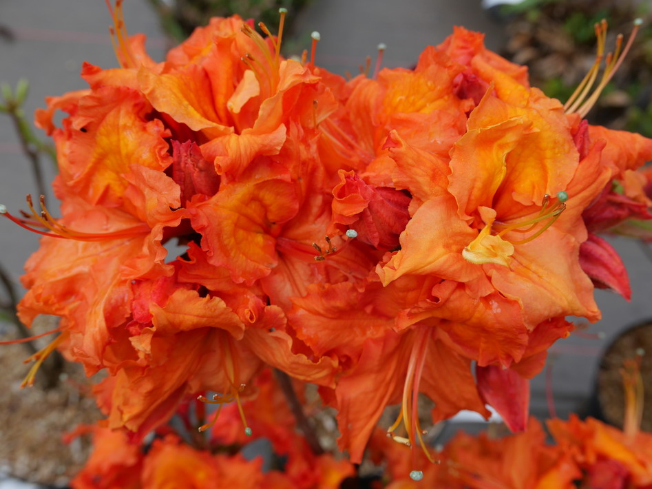 AZALEA caduque Glowing Embers