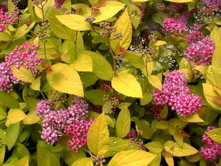 SPIRAEA japonica Golden Princess