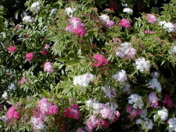 SPIRAEA japonica Shirobana