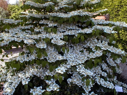 VIBURNUM plicatum Lanarth : floraison du mois d'avril et mai. Nº120