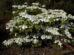 VIBURNUM plicatum Shasta