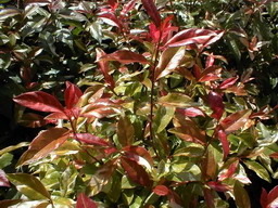 PHOTINIA davidiana Palette